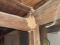 納屋梁に作る分巣
